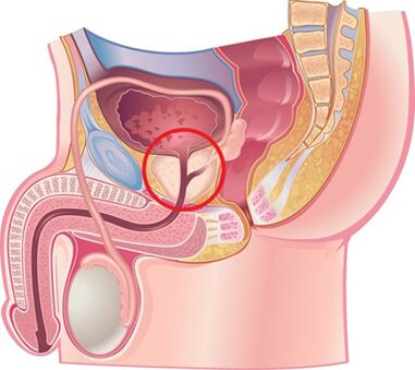 Расположение простаты у мужчин
